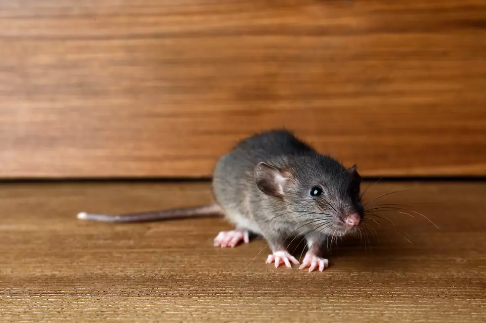 A rare victory for NJ 101.5&#8217;s Doyle in his battle with mice