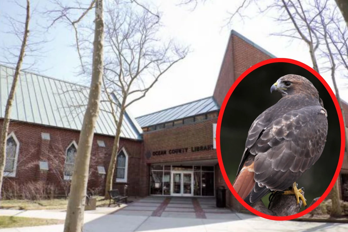 Red-tailed hawk flies at Toms River, NJ library