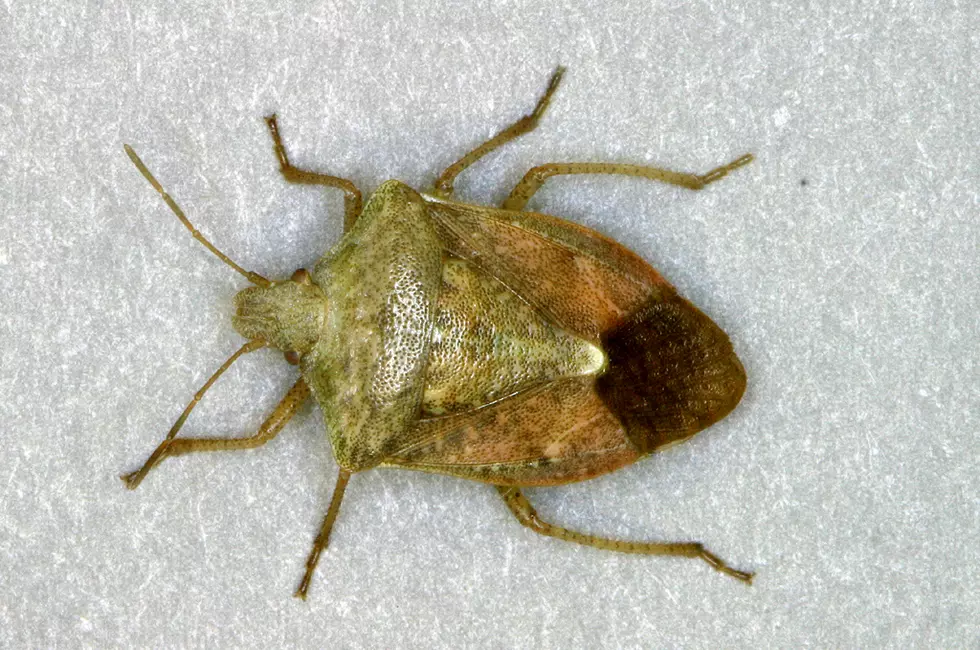 NJ Stink Bug Home Invasion is Now Underway