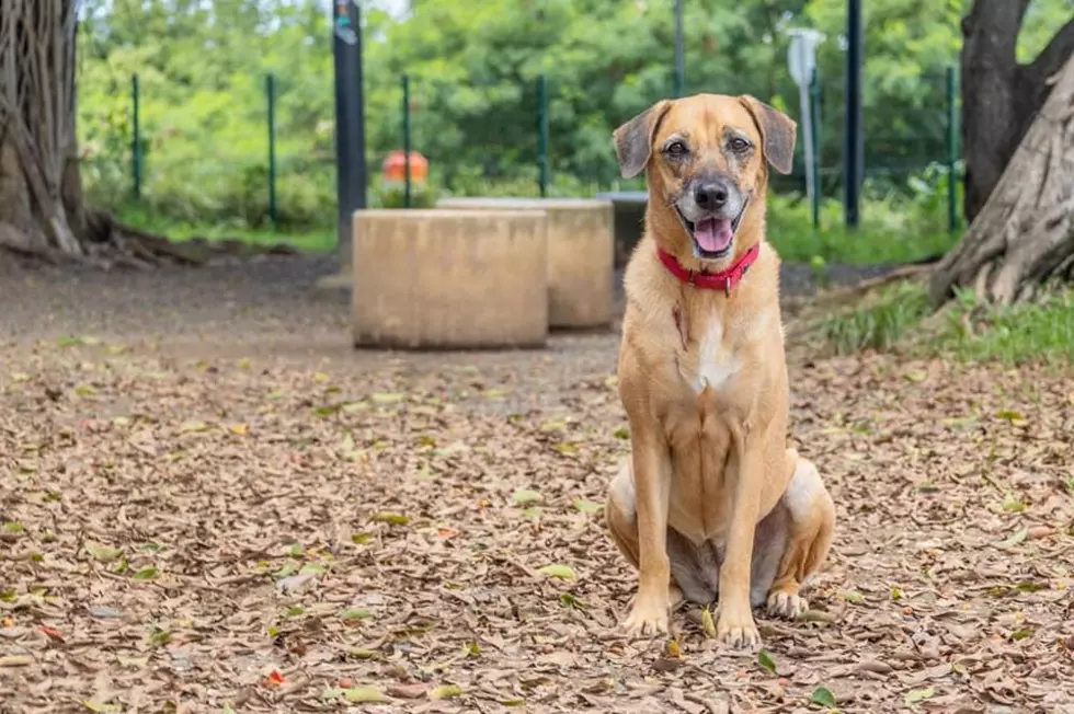 Dog on flight from Puerto Rico to NJ went missing for a month