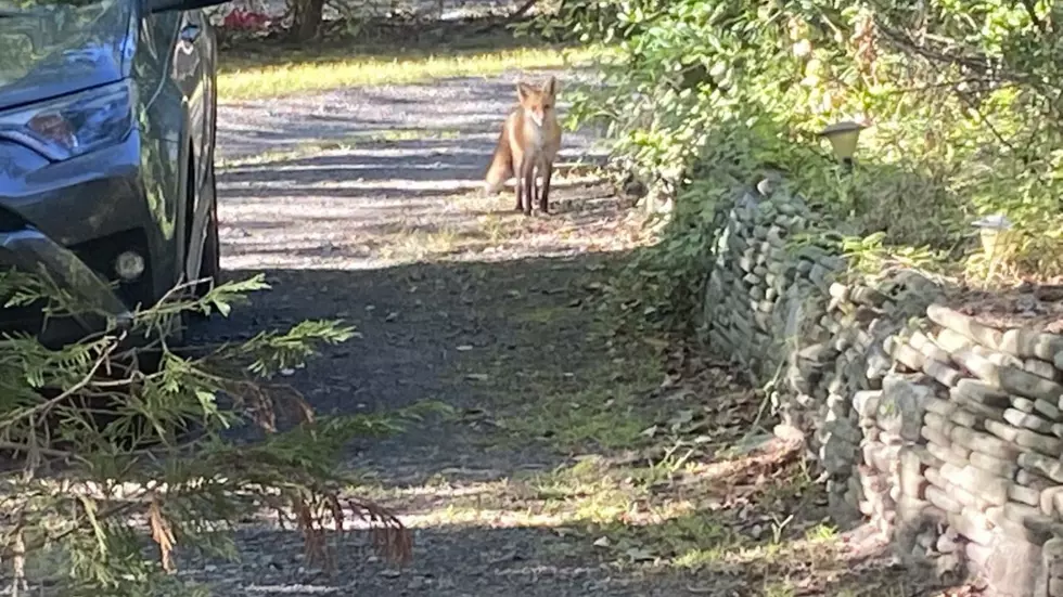 There are more wild foxes in NJ than you might think