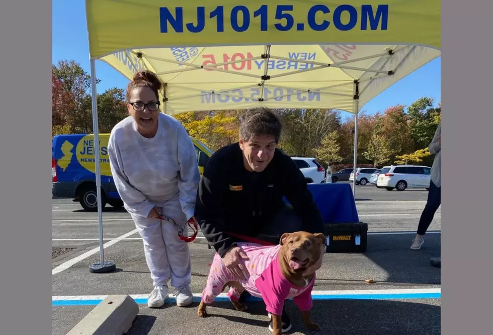 Check out how these New Jersey pets trick-or-treat