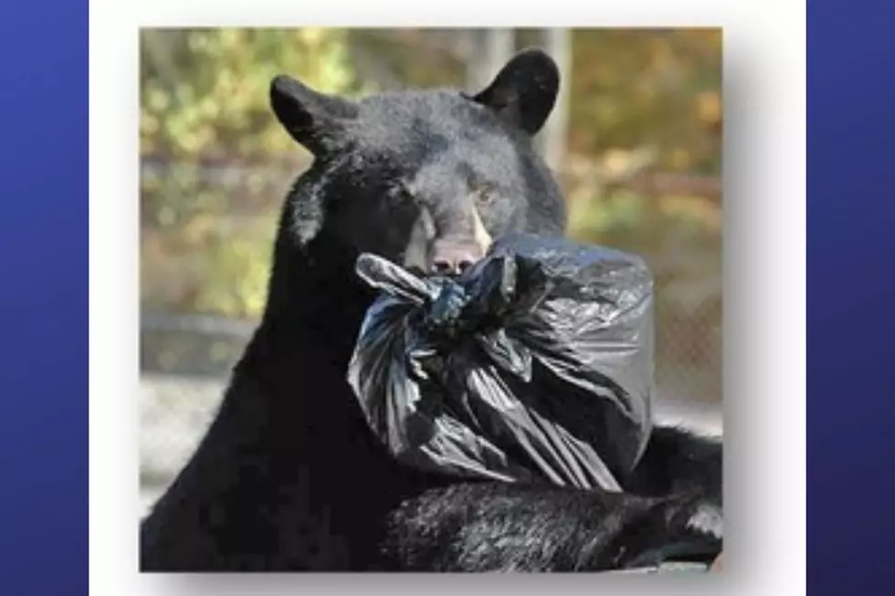 NJ: Don&#8217;t Feed Bears as They Prepare For Winter Denning