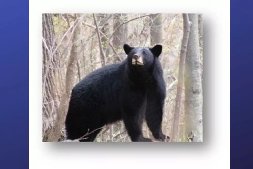 NJ extends black bear hunt to kill more bruins