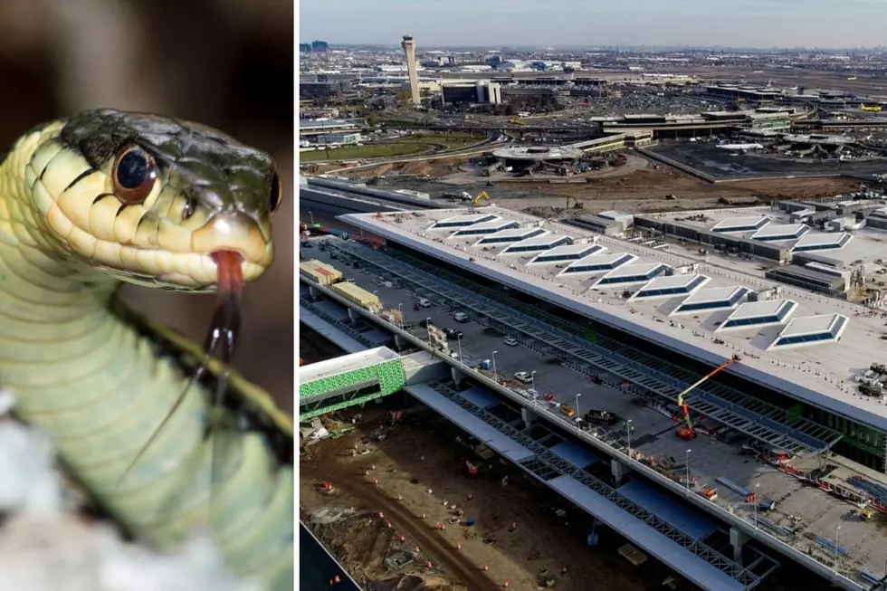 Snake slithers onboard a Newark, NJ bound flight from Florida