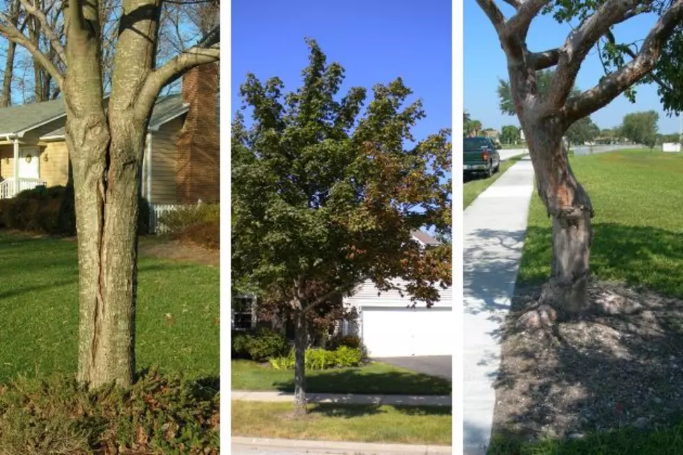 How to spot 'zombie trees' in New Jersey