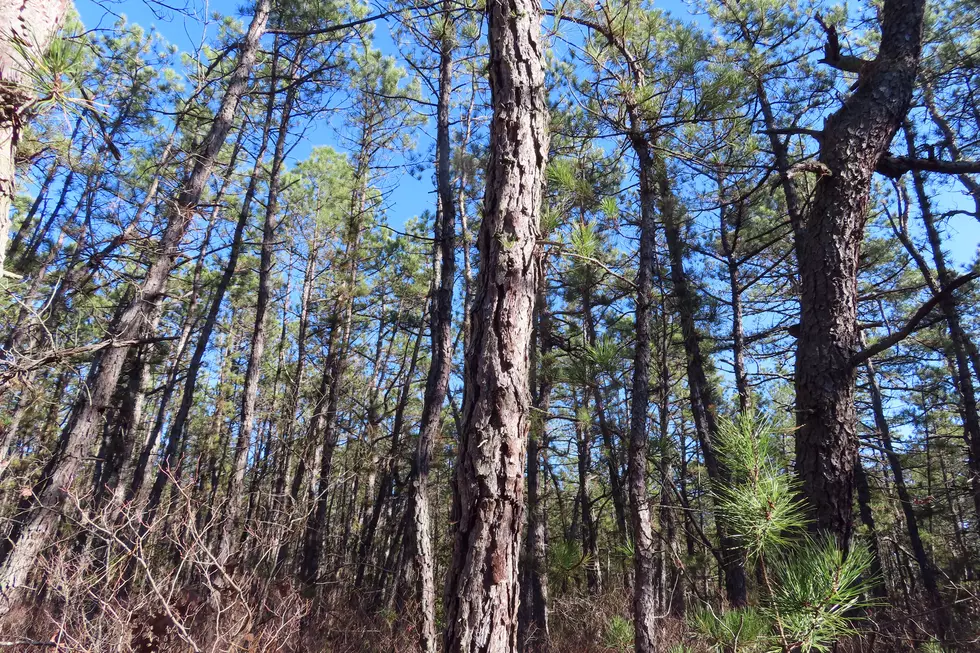 NJ has a plan to chop down 2.4 million trees — to save the Pinelands?