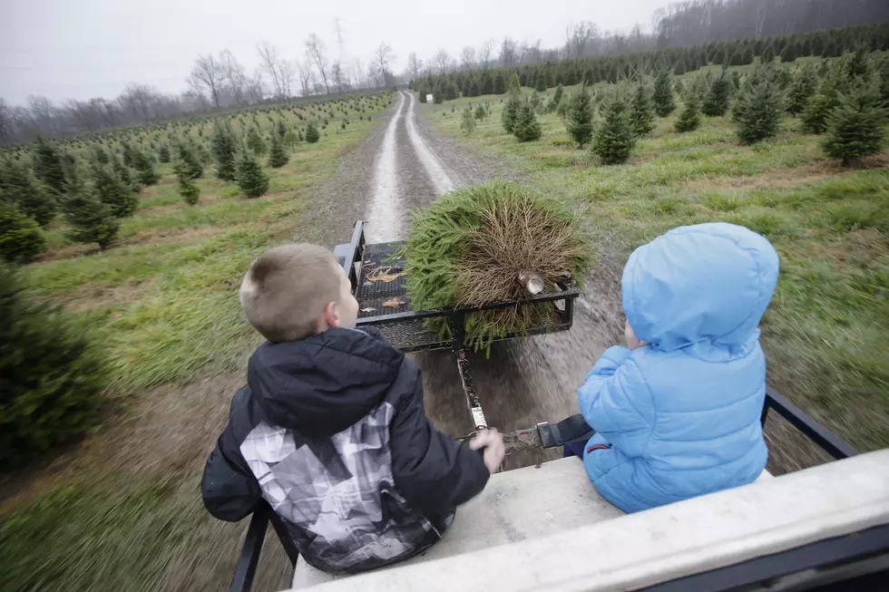 Outstanding Christmas Tree Farms in NJ to cut down your own tree