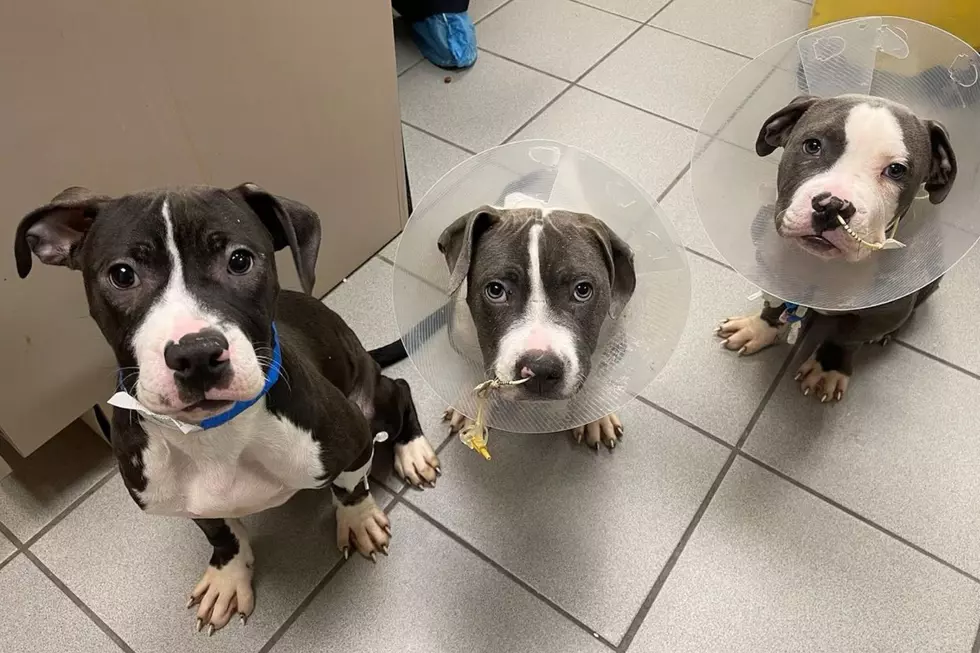 Health update on 3 sick pit bull puppies abandoned in NJ woods