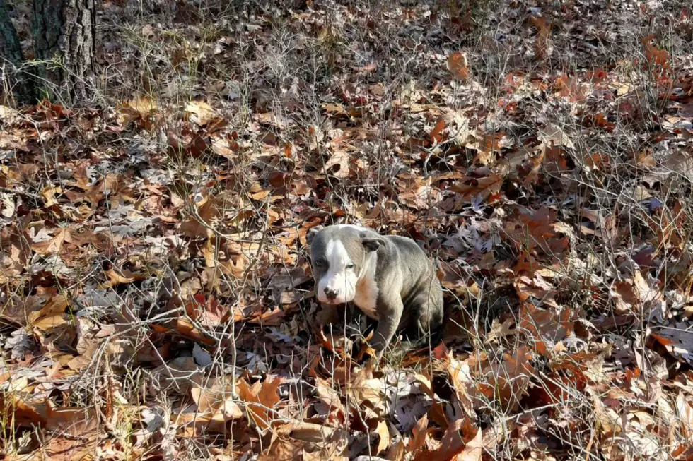 Update on 3 Sick Pitbull Puppies Abandoned in Millville Woods