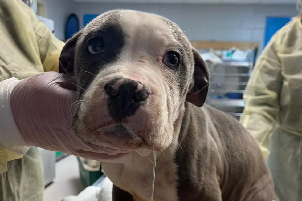 3 puppies ‘gravely ill’ after being abandoned in NJ woods