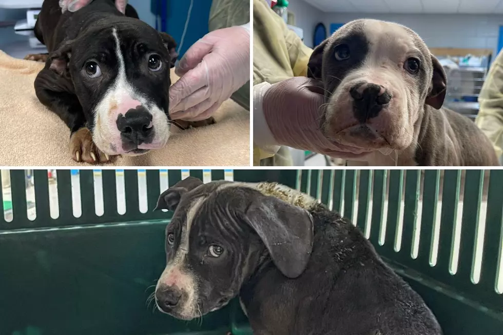 3 puppies ‘gravely ill’ after being abandoned in NJ woods