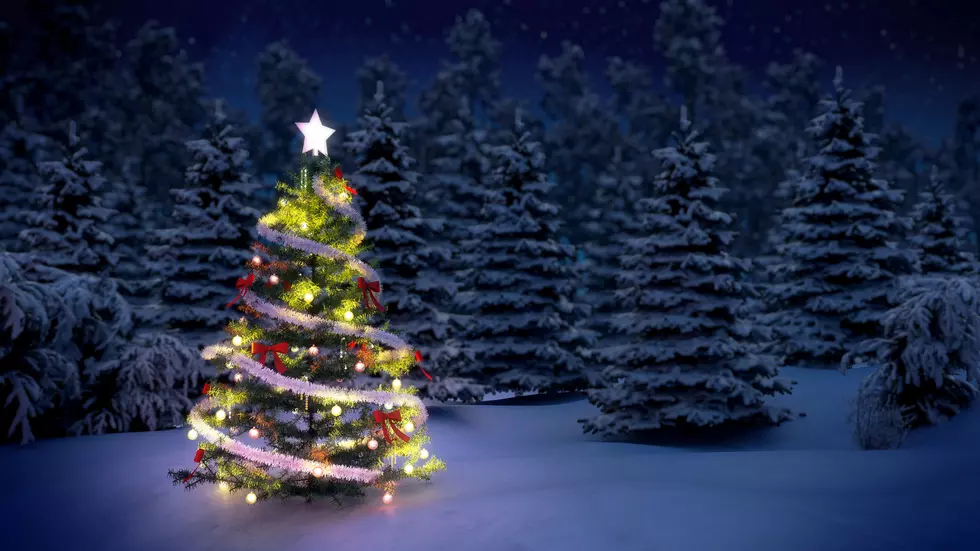Christmas tree in woods