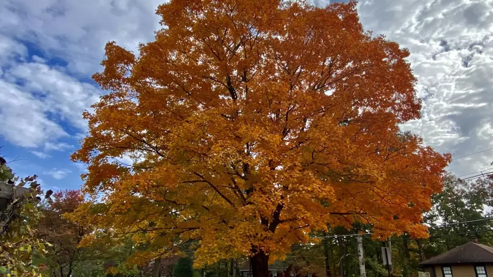 Did you capture those fall colors in NJ this fall?