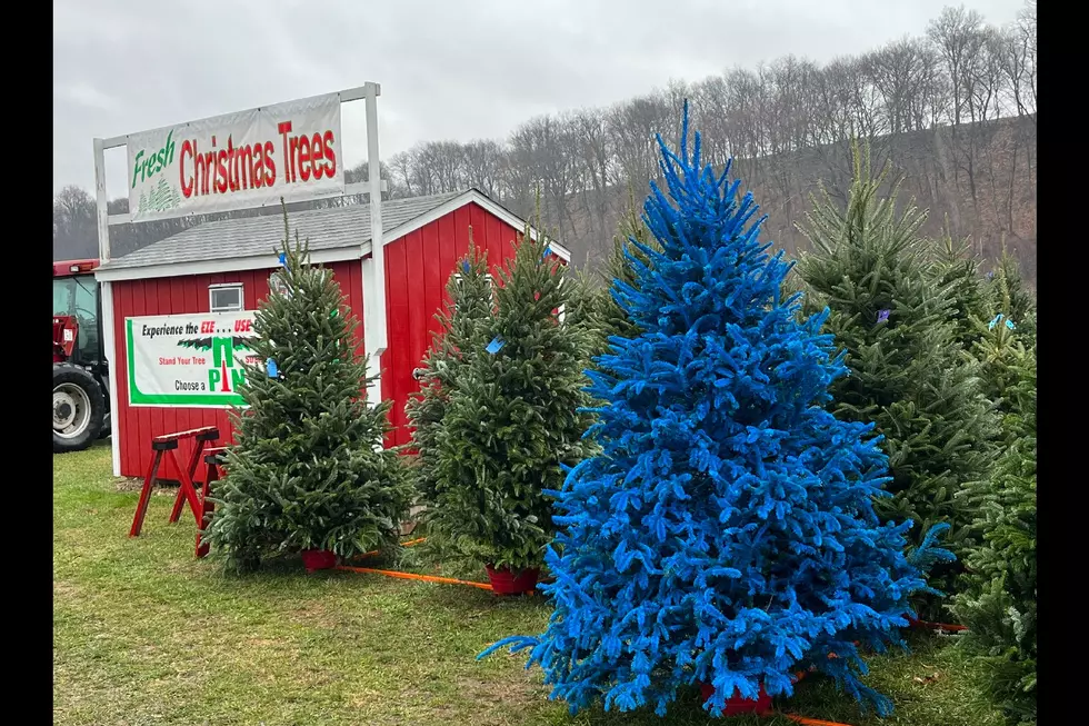 I visited a Christmas tree farm in NJ that has trees of all colors