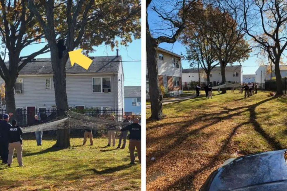 Bear found napping in a tree in Carteret, NJ