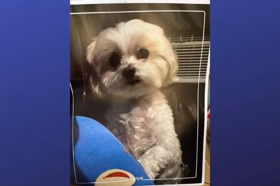 Suspect&#8217;s mom returns dog stolen in carjacking at Bloomfield, NJ supermarket