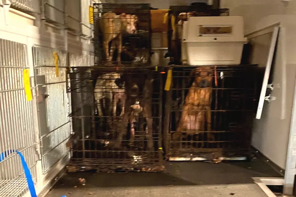 Dogs & cats recover from 'life of pure hell' at Brick, NJ house