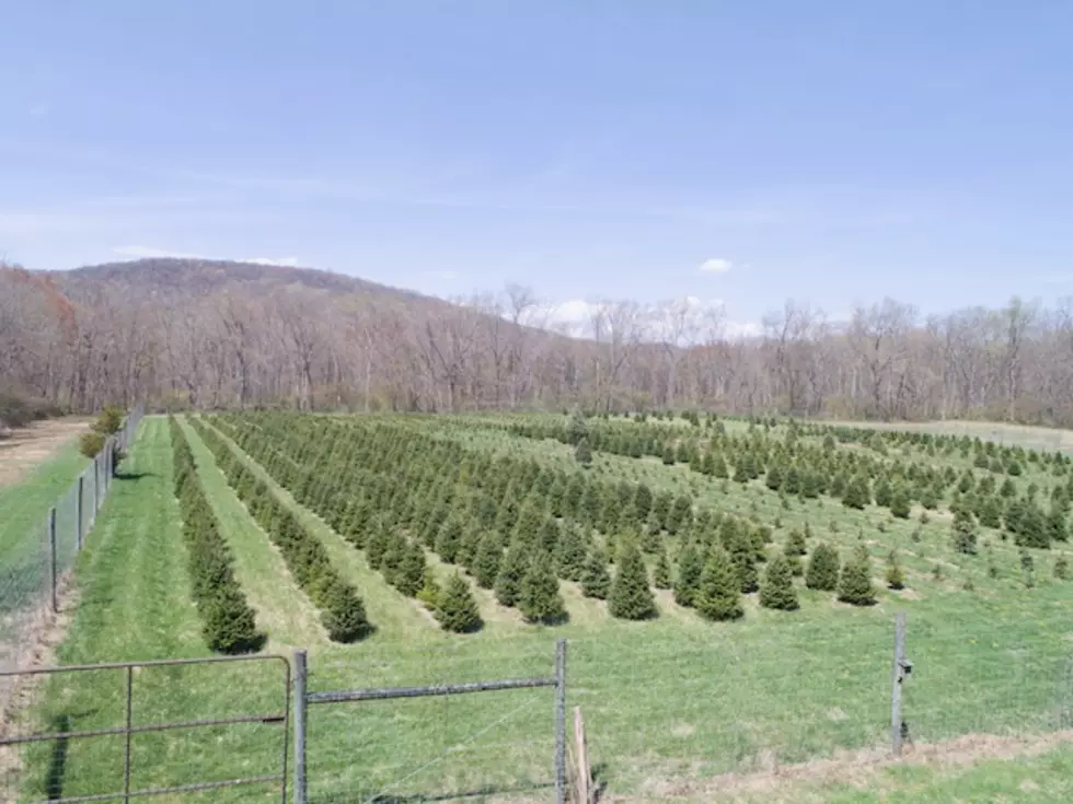 Christmas trees at Woodsedge Tree Farm, Belvidere, NJ (Photo Credit: Tim Dunne)