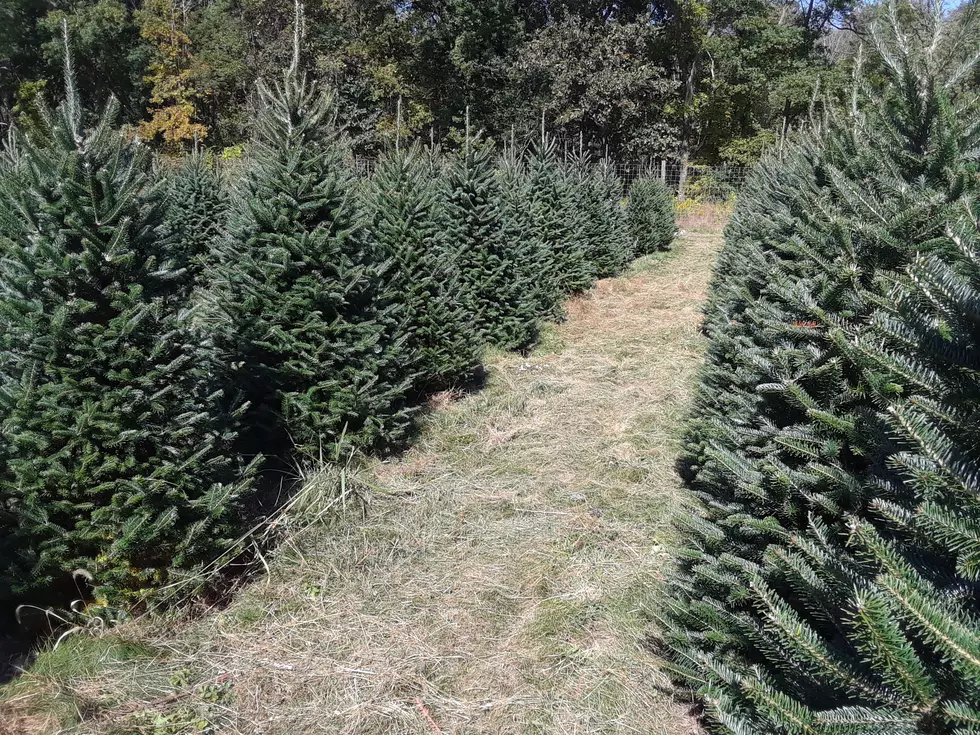 What to know about getting a real Christmas tree in NJ