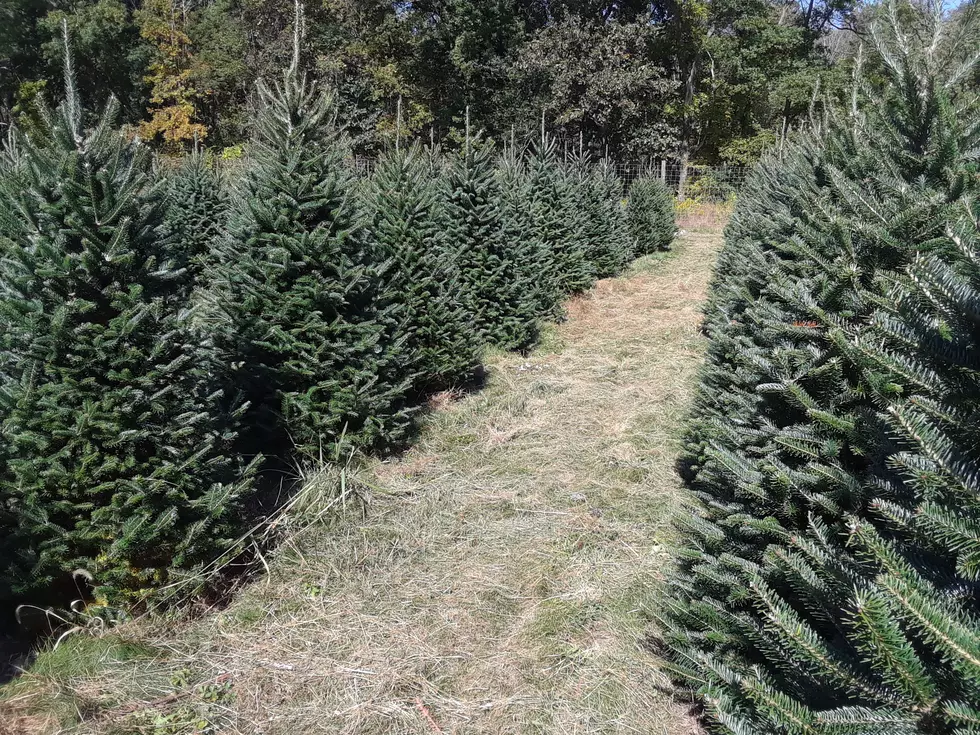 What to Know About Getting a Real Christmas Tree in NJ