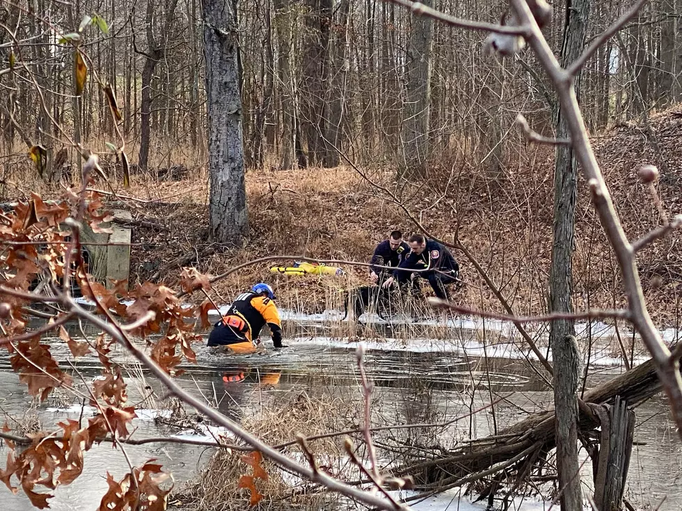 Dog stuck on ice (Photo Credit: West Windsor Professional Firefighters)