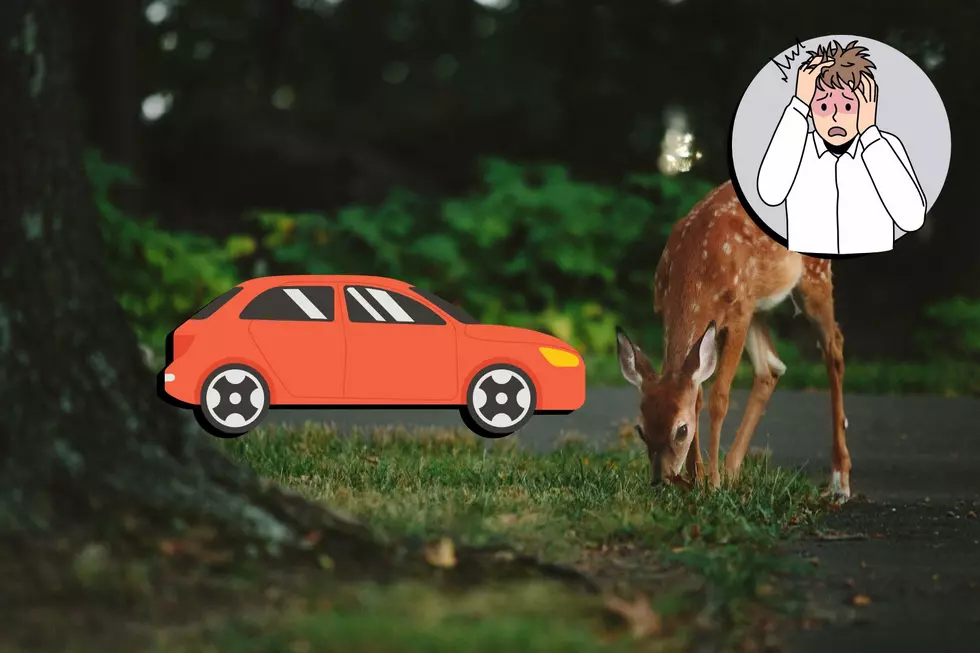 7 things you need to do when you hit a deer in NJ (Opinion)