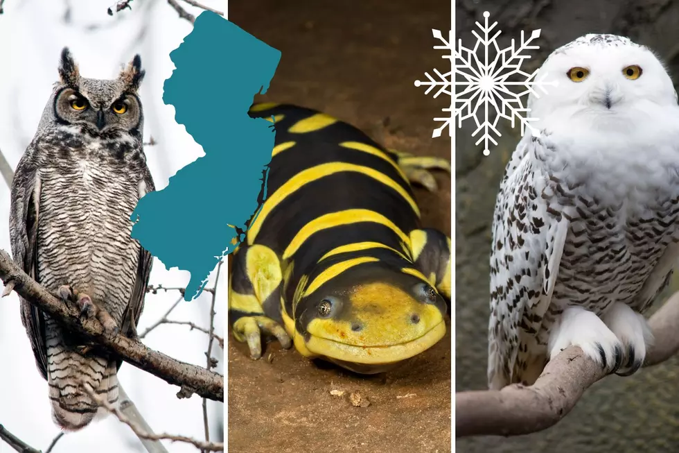 Lots of winter animals can be spotted in NJ