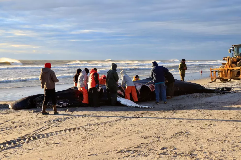 Dead whale found on Brigantine, NJ beach likely hit by boat