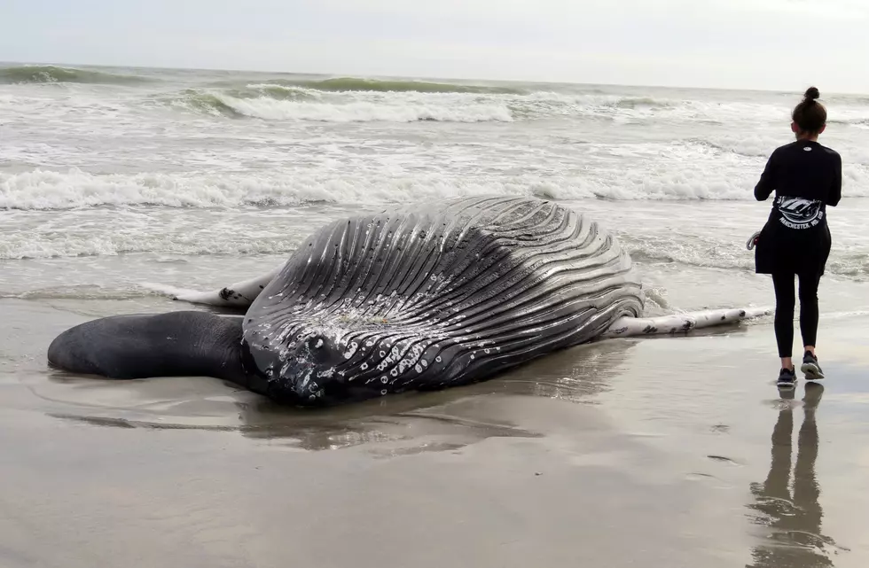 Wind development to blame for whale deaths? NJ issues statement