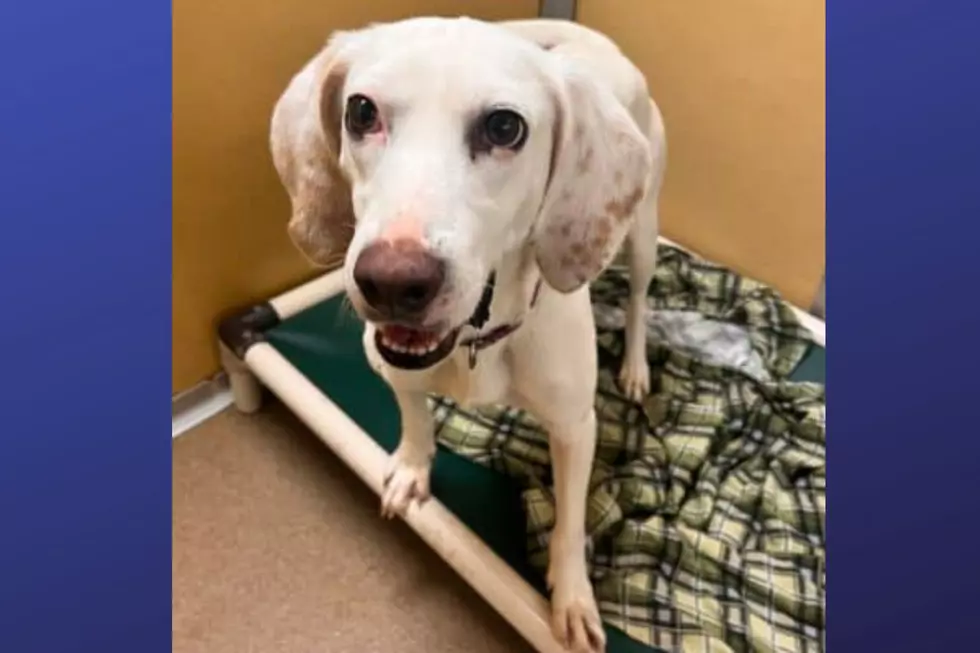 Bianca is available for adoption at the Monmouth County SPCA (Photo Credit: MCSPCA)