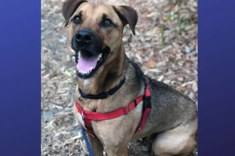 Channing is available for adoption at the Monmouth County SPCA (Photo Credit: MCSPCA)