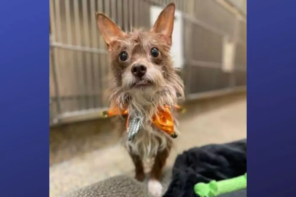 Cheeze is available for adoption at the Monmouth County SPCA (Photo Credit: MCSPCA)