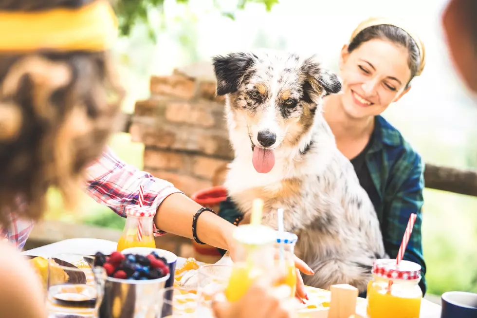 No really, a dog bar is opening in NJ &#8211; here’s where