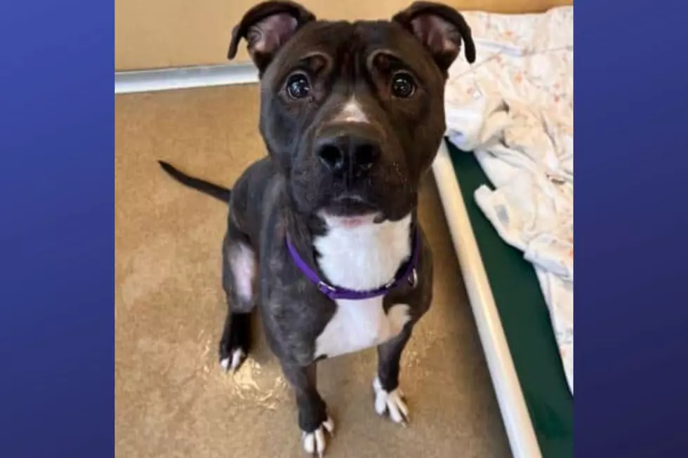 Ghostbuster is available for adoption at the Monmouth County SPCA (Photo Credit: MCSPCA)