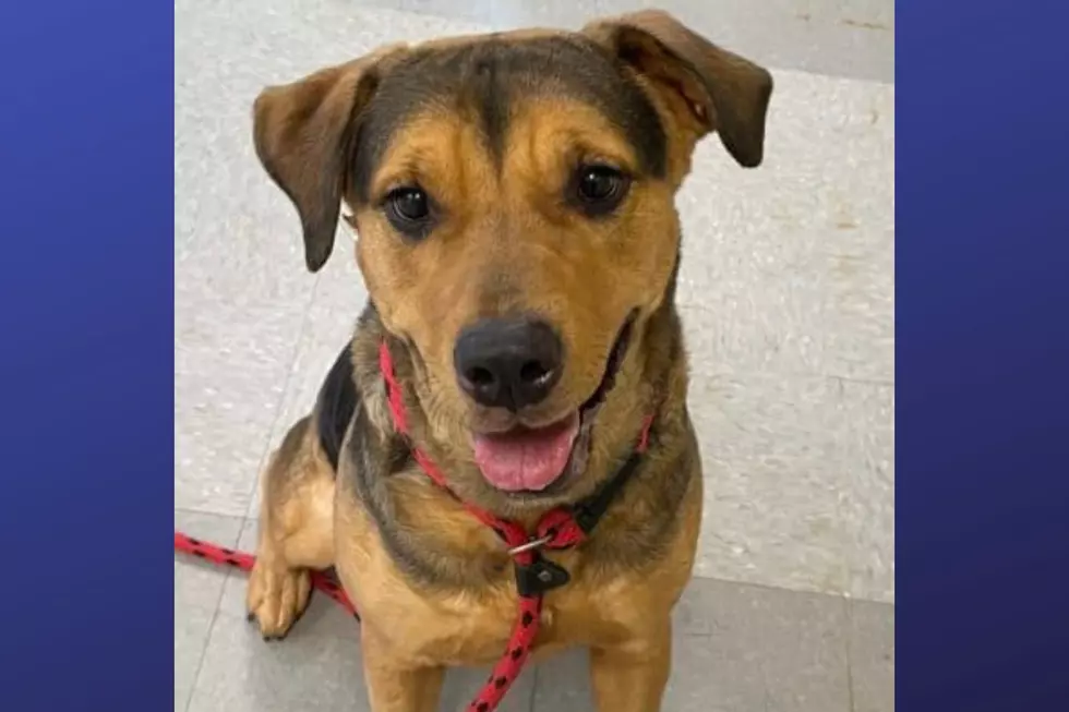 Josephine is available for adoption at the Monmouth County SPCA (Photo Credit: MCSPCA)