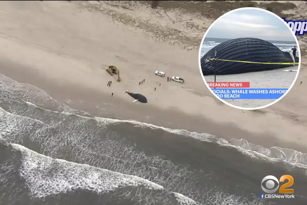 8th dead whale washes up on New Jersey/New York beach
