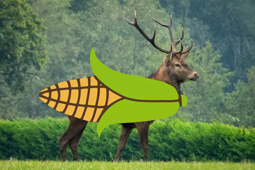 What is 'deer corn' and where to get it in New Jersey?