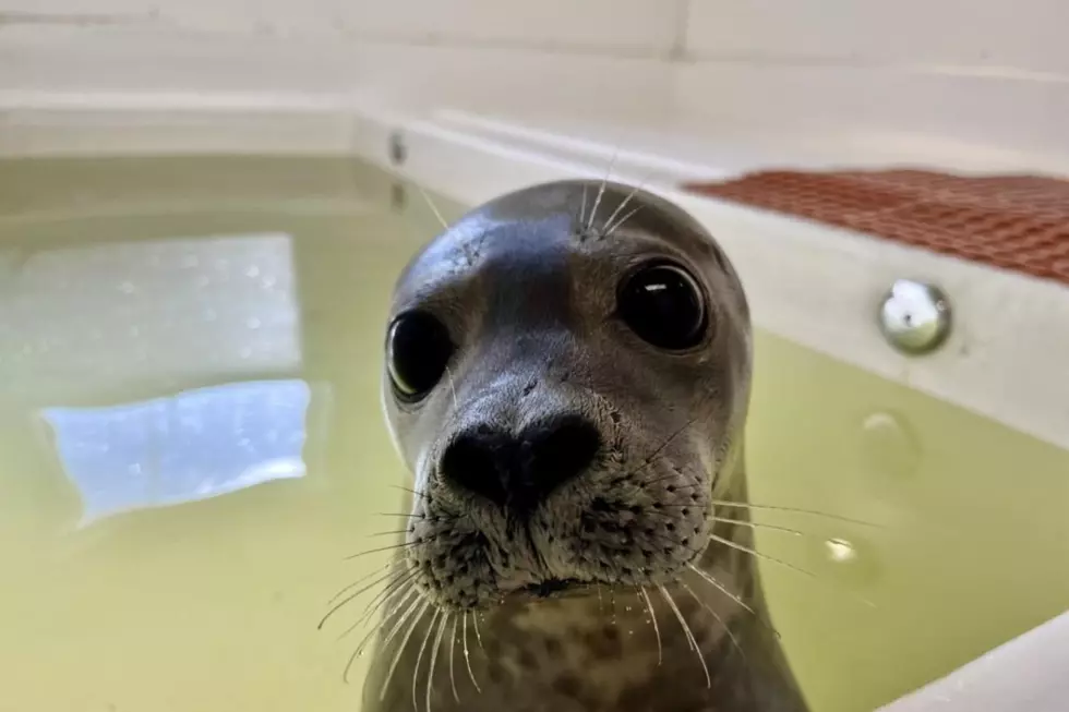 Good news for seal pup stranded on NJ beach