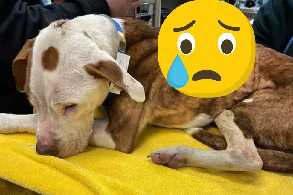 Abused & abandoned — NJ pup needs miracle