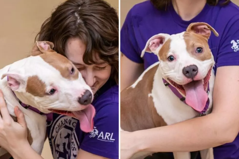 Dog abandoned at airport by NJ man gets a new home