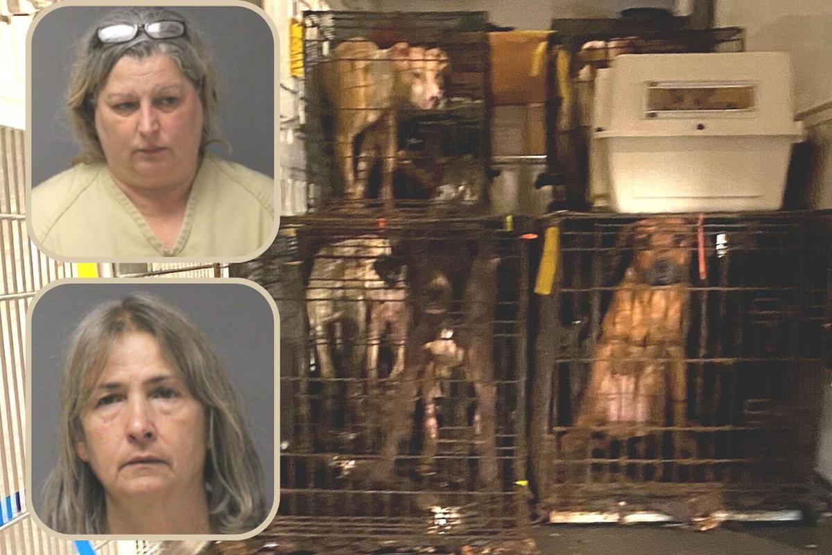 Judge sentences “Crazy Rescue Ladies” to one year in prison