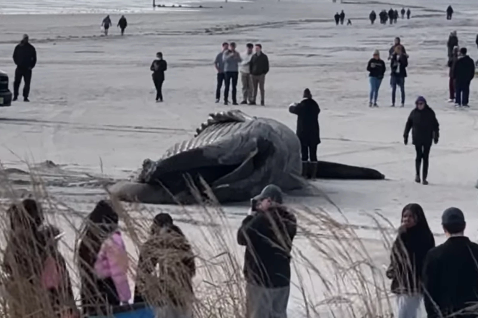 The many mysteries that have washed up on NJ beaches photo photo