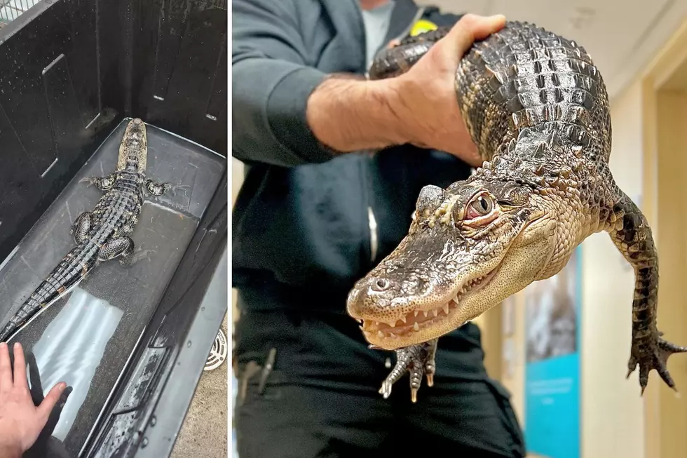 ‘Good Samaritan’ who found alligator outside NJ house was in on ‘scam’