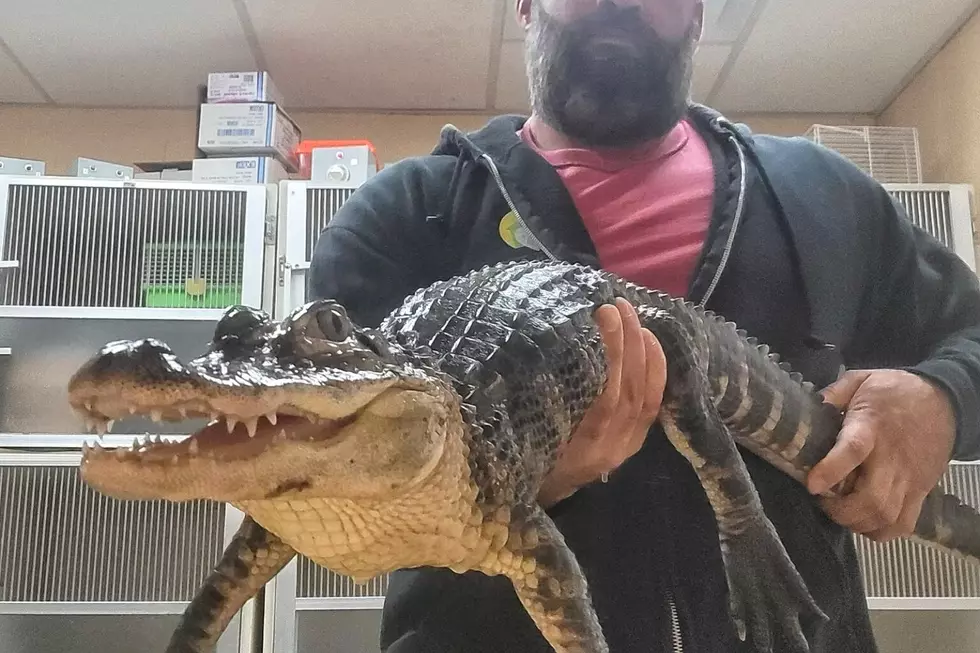 Large alligator discovered outside in Neptune, NJ