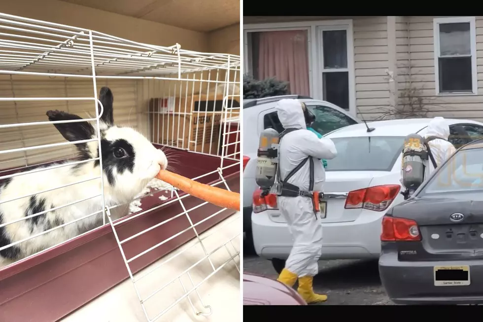 Dozens of rabbits rescued from backyard in Toms River, NJ