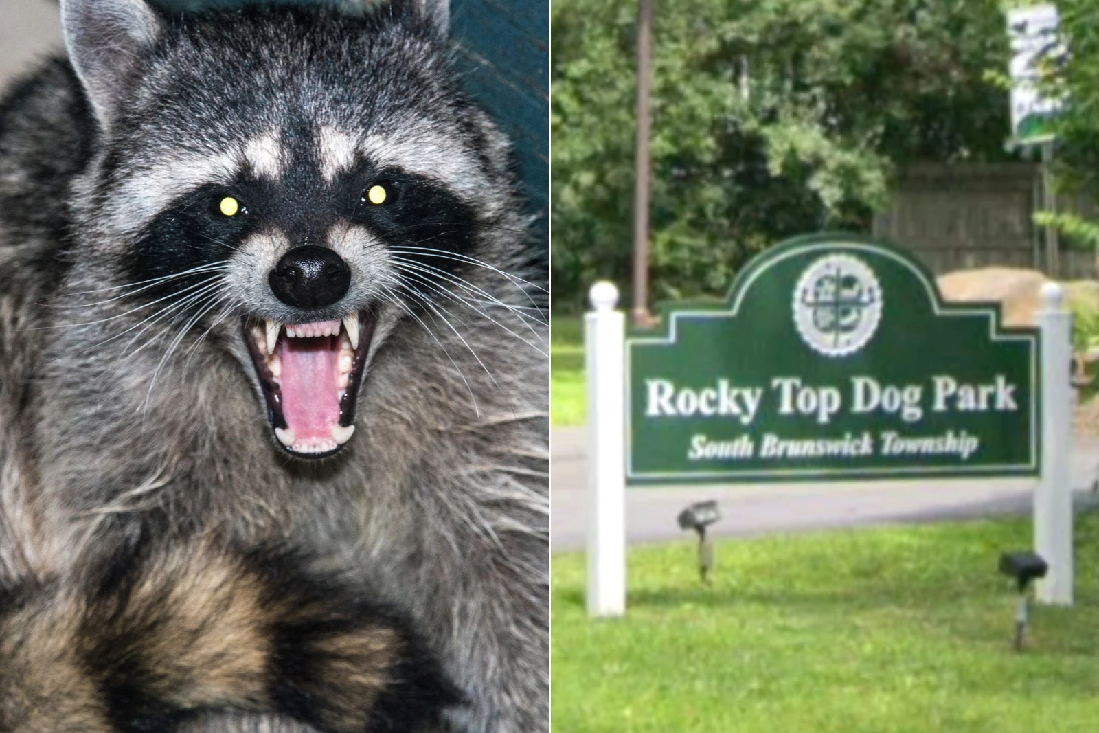 Raccoon tests positive for rabies after fight at NJ dog park