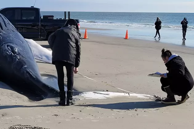 Nude Beach Crush - Dead 30-ton whale washes up on Atlantic City, NJ beach