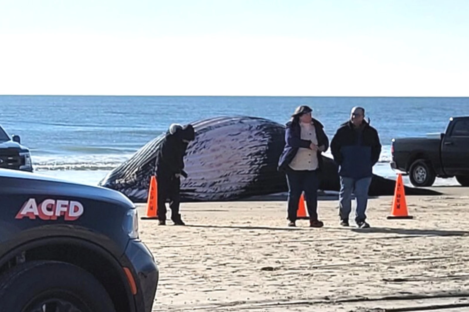 Nude Beach Domination - Dead 30-ton whale washes up on Atlantic City, NJ beach