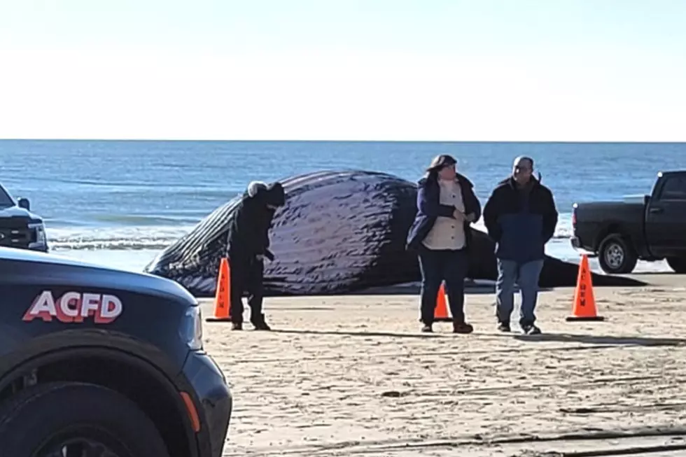 Dead 30-ton whale washes up on Atlantic City, NJ beach
